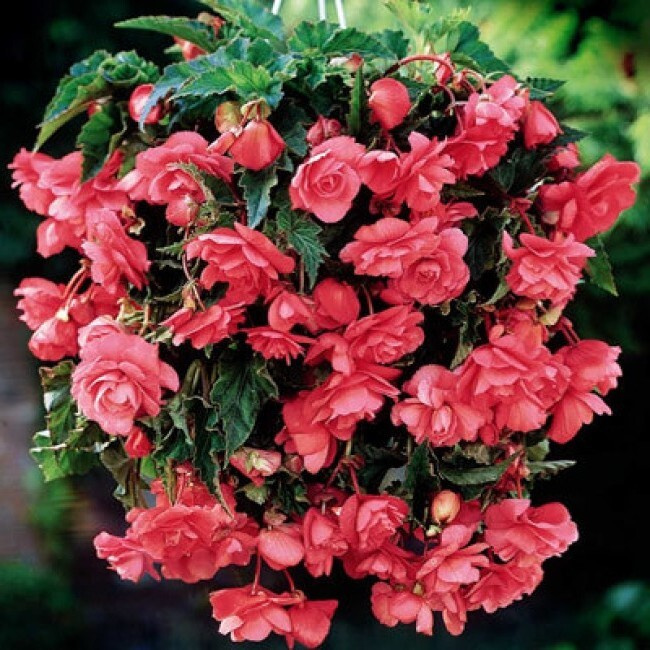 Бегония ампельная Пинк - купить с доставкой по выгодным ценам в ...
