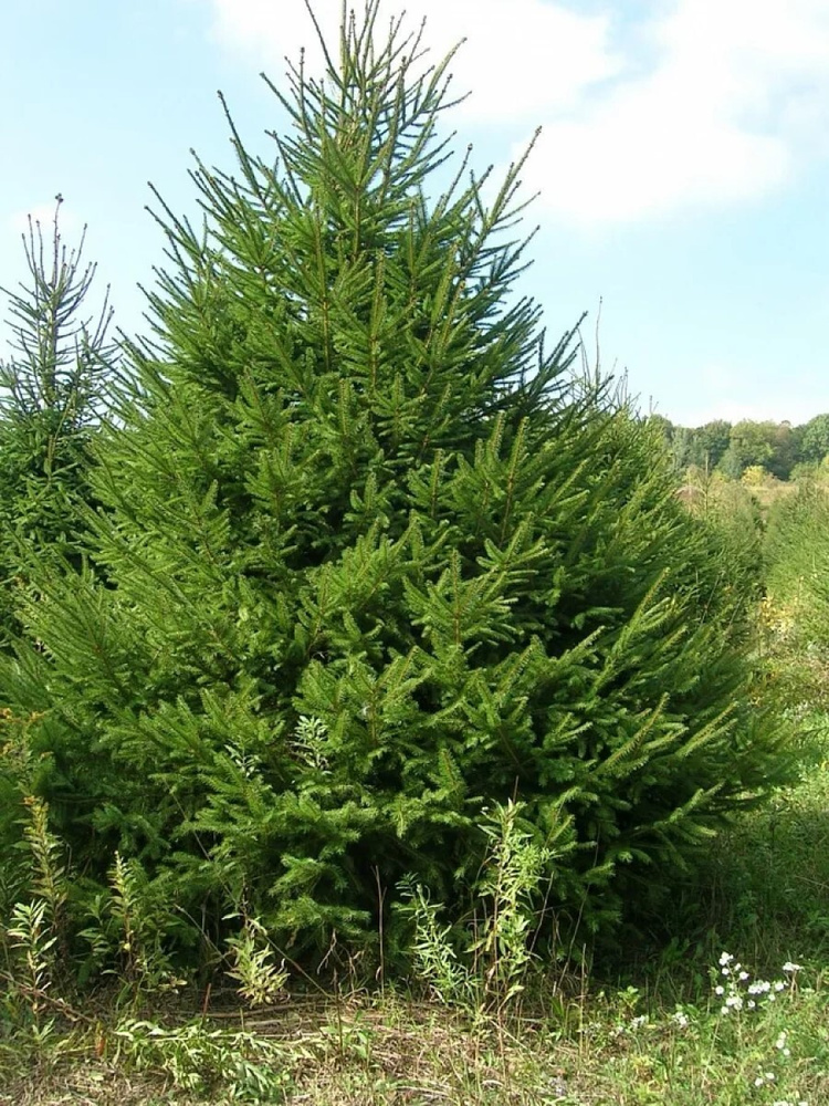 Семена Ель европейская (Picea abies), 165 штук #1