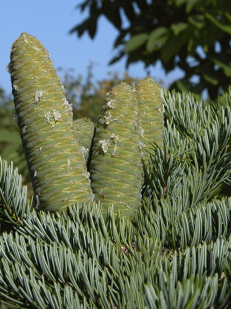 Семена Пихта Цельнолистная (Abies holophylla), 45 штук #1