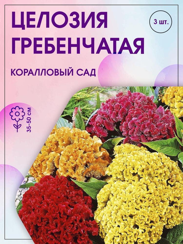 Целозия коралловый сад фото на клумбе
