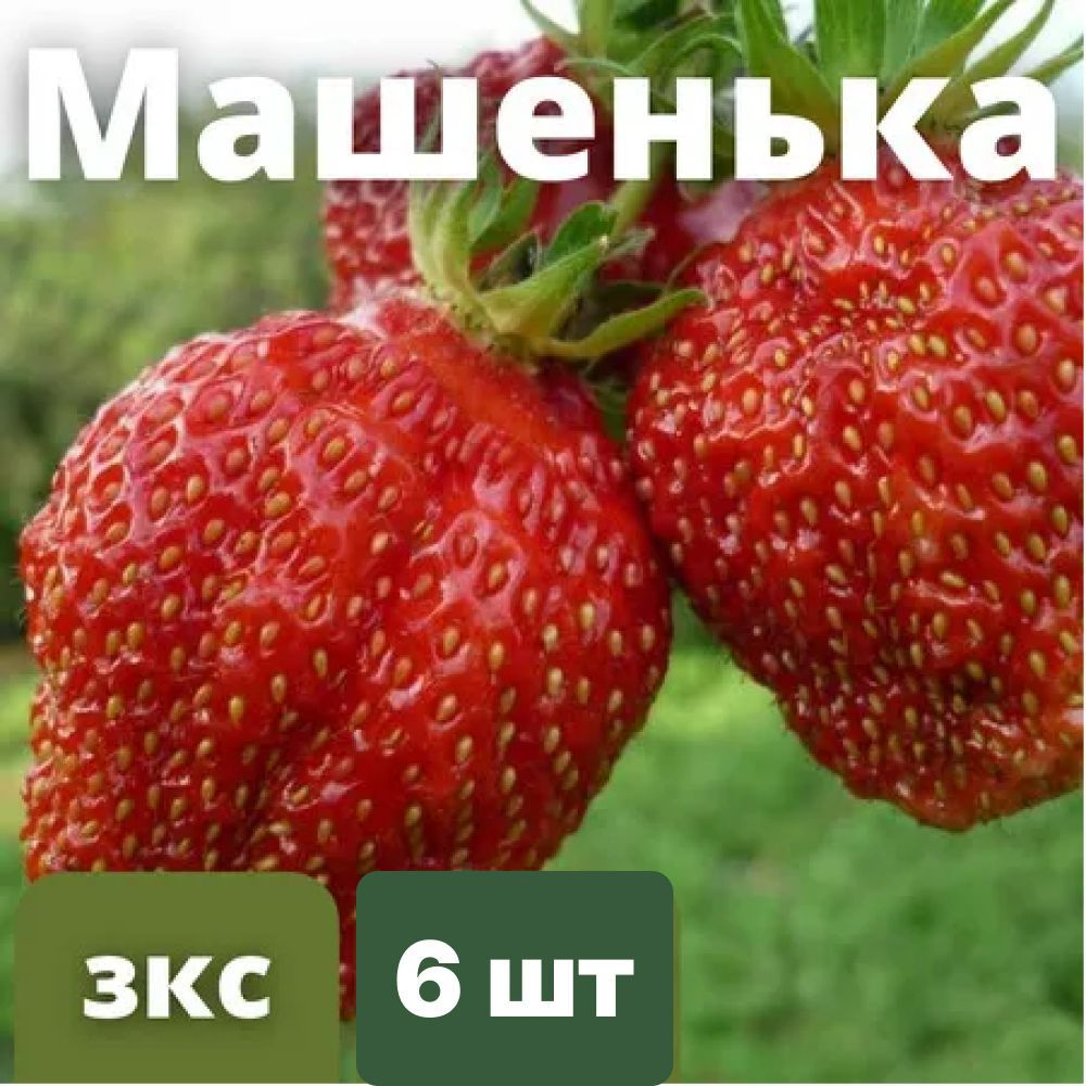 Клубника "Машенька" 6 штук саженцев #1