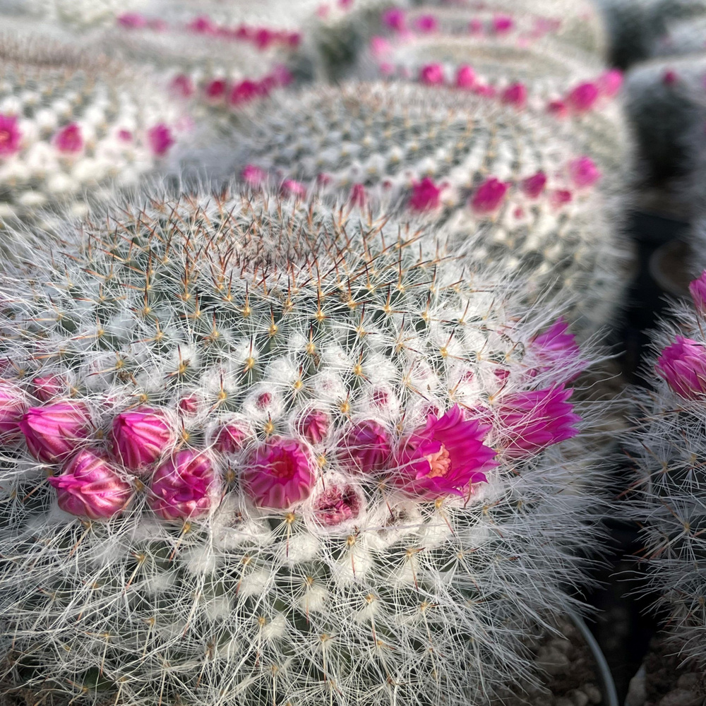 Кактус Мамиллярия (лат. Cactus Mammillaria) D9см #1