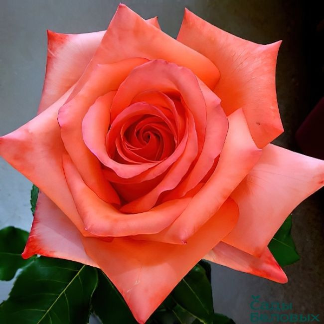 Роза Импульс - купить с доставкой по выгодным ценам в интернет-магазине  OZON (1145994999)