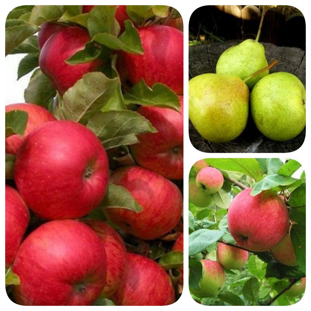 Набор из 3-х сортов саженцев яблони, груши, яблони колоновидной Сладкаяпоэзия - купить с доставкой по выгодным ценам в интернет-магазине OZON(1193461731)
