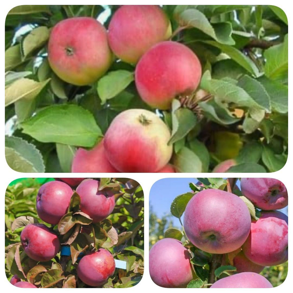 Набор из саженцев яблони 3шт. Кумир Прайда - купить с доставкой по выгоднымценам в интернет-магазине OZON (1160503597)