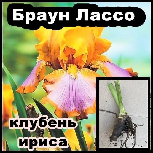Ирис Браун Лассо #1