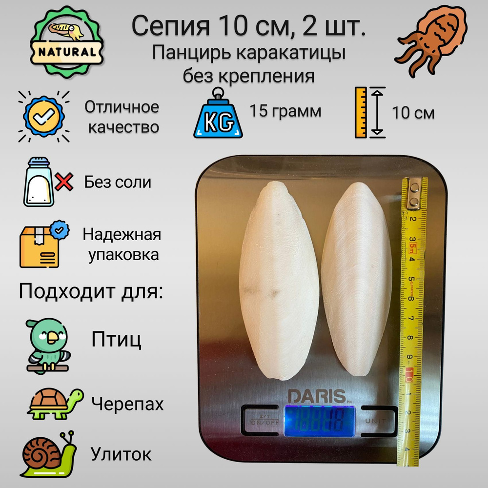 Сепия (минеральный камень) панцирь каракатицы для попугаев, улиток, черепах  10 см, 2 шт. (15 грамм) без крепления - купить с доставкой по выгодным  ценам в интернет-магазине OZON (1099990659)