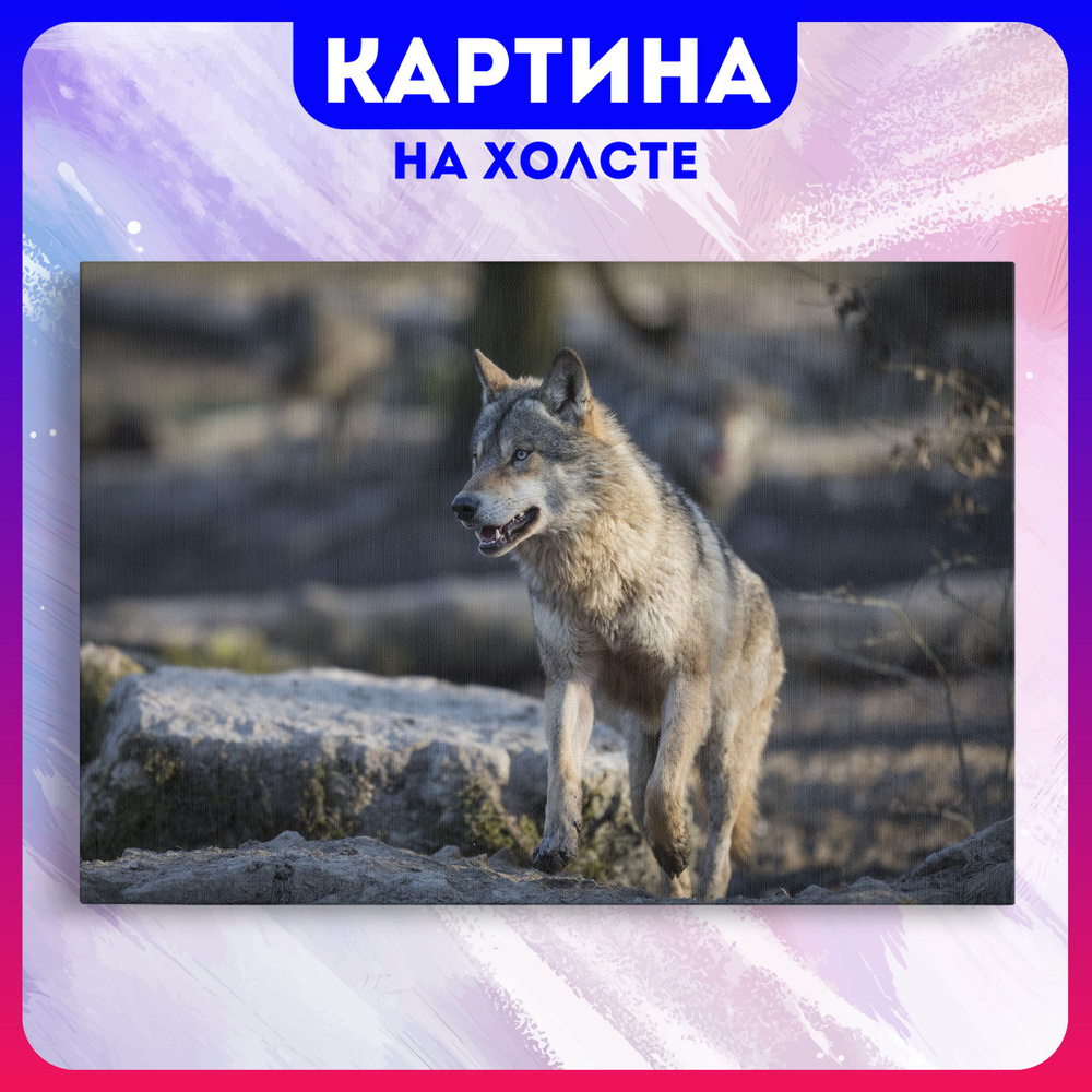 Картина на холсте Волки животные природа (7) 20х30 см - купить по низкой  цене в интернет-магазине OZON (1207446598)