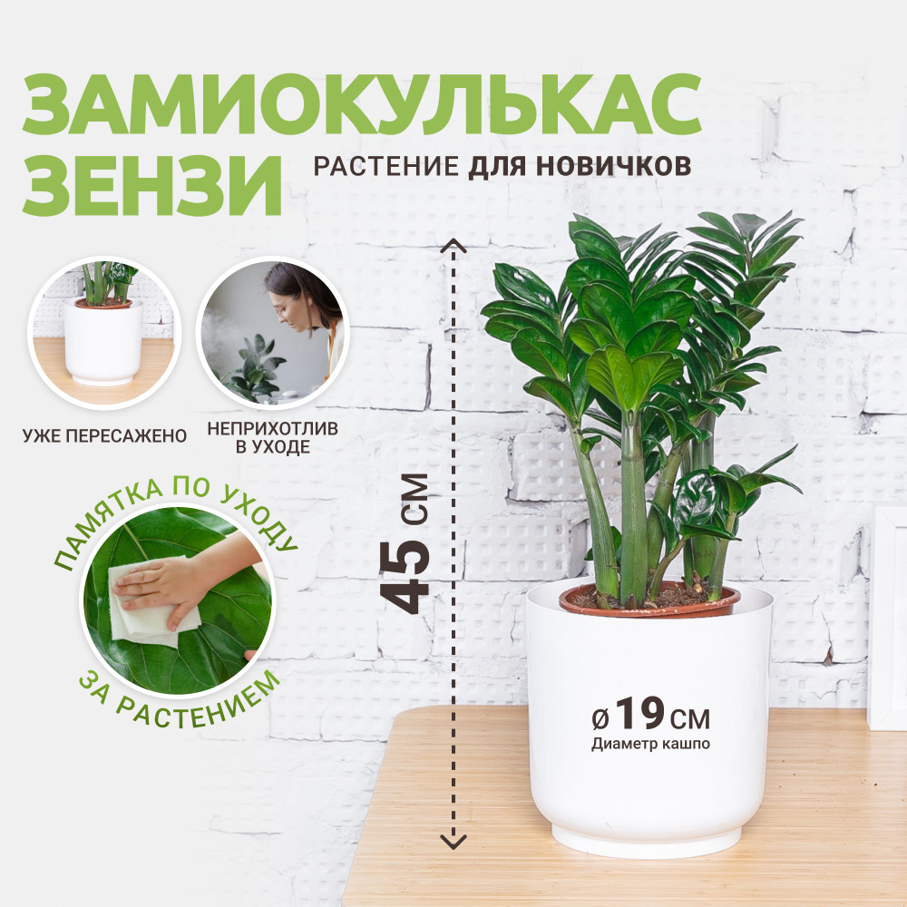 Комнатные растения Tropic House белый, 19 дм, 1 шт - купить по выгодной  цене в интернет-магазине OZON (860316466)