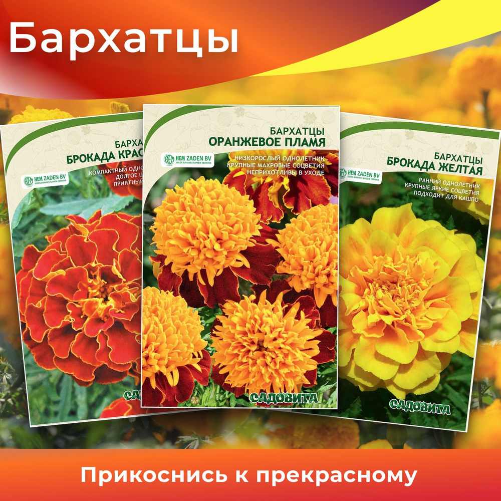 Бархатцы Цветы_3_желтый_оранжевый_3_Брокада Красная, Оранжевое пламя ...