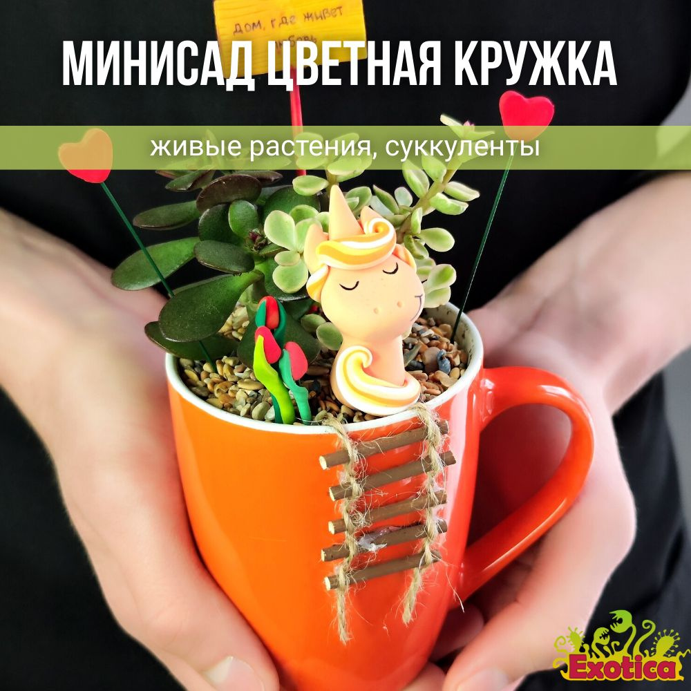 Минисадик "Цветная кружка" с суккулентами #1