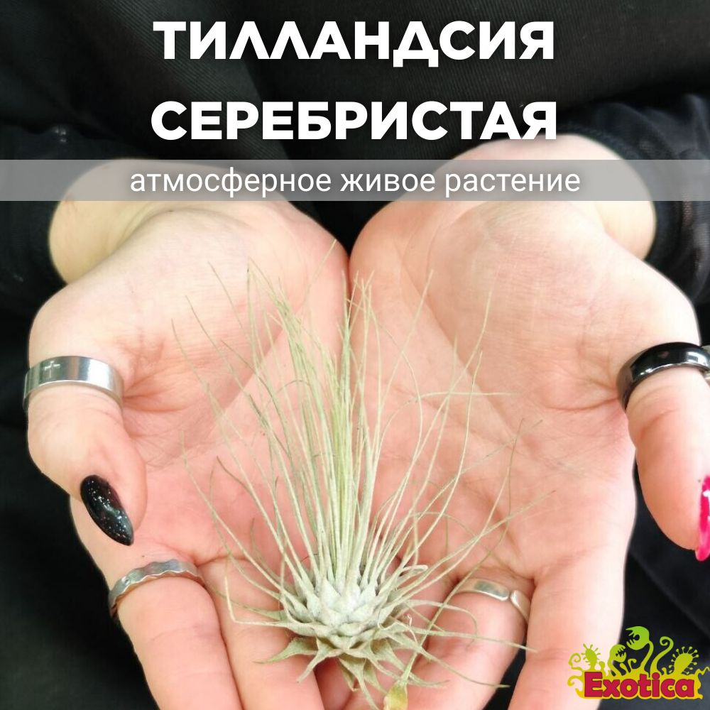 Тилландсия Серебристая (Tillandsia Argentea), атмосферное растение  #1