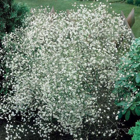 Гипсофила метельчатая - купить с доставкой по выгодным ценам в интернет ...