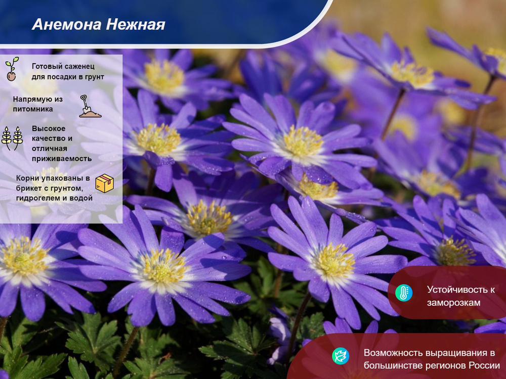 Анемона Нежная - купить с доставкой по выгодным ценам в интернет ...