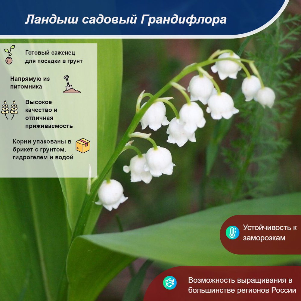 Клубни #1
