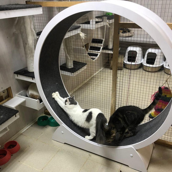 Беговые колеса для кошек — купить в интернет-магазине OZON по выгодной цене
