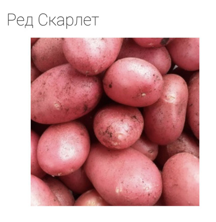 Картофель ЛЕТО Картофель семенной "Ред Скарлетт", 2 кг, сетка, НИИКХ им. Лорха. 