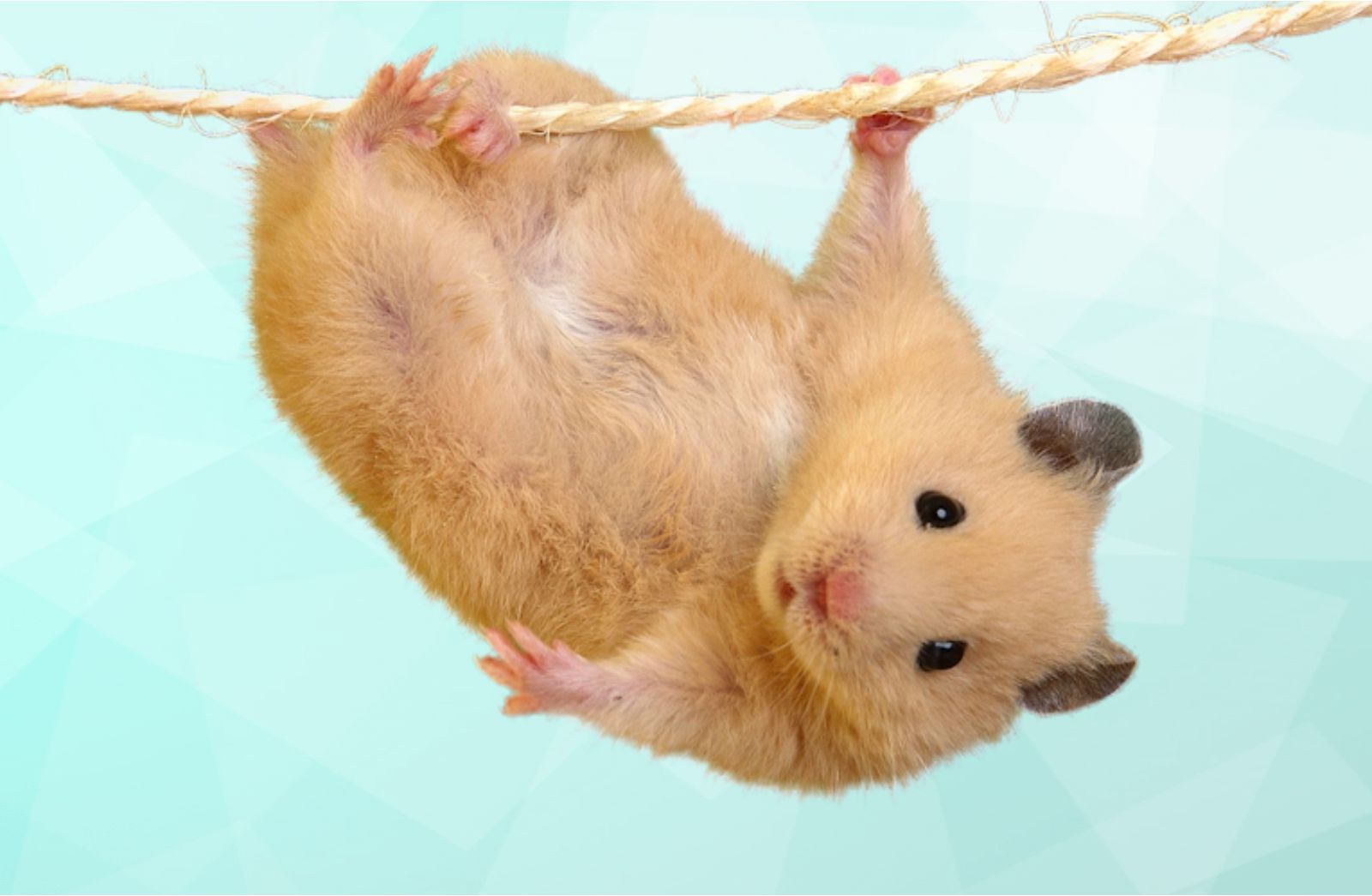 Hamster kombat png