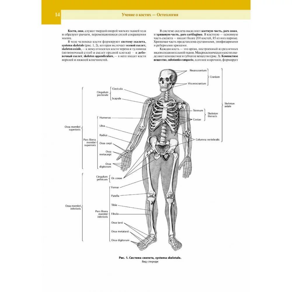 Сделайте анализ терминов по тэ osteologia pathologia. Атлас Синельникова система скелет. Атлас человека по анатомии. Остеология анатомия человека. Синельников анатомия.