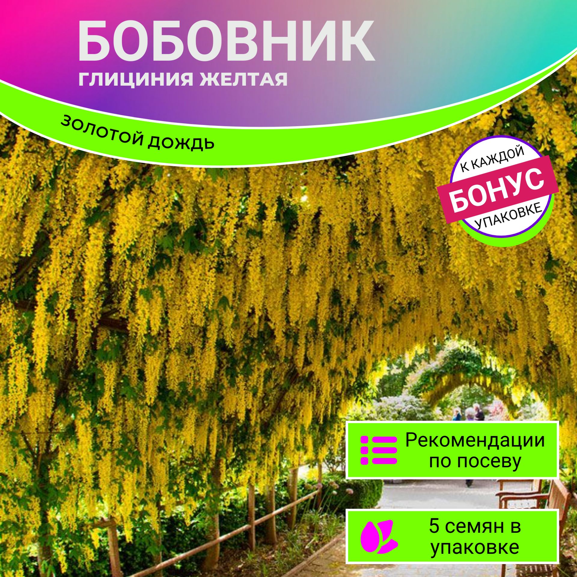 Посадка чечевицы на Еремея-бобовника