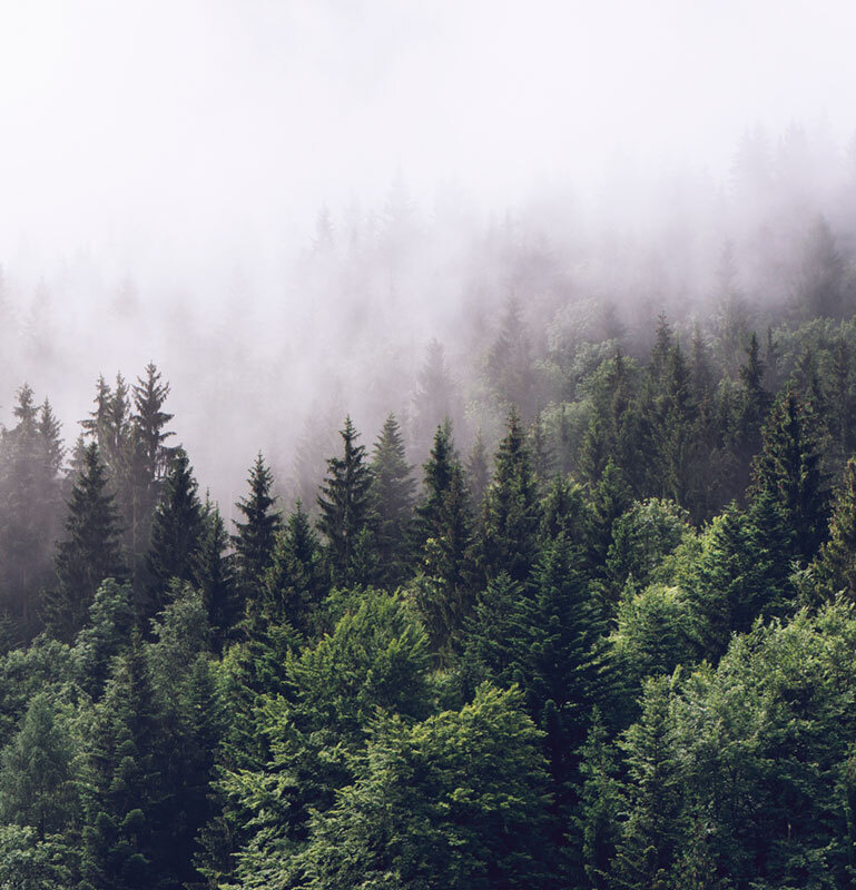 Фотообои флизелиновые на стену 3д GrandPik 2082 "Горный лес в тумане" (ШхВ), 250х260 см  #1