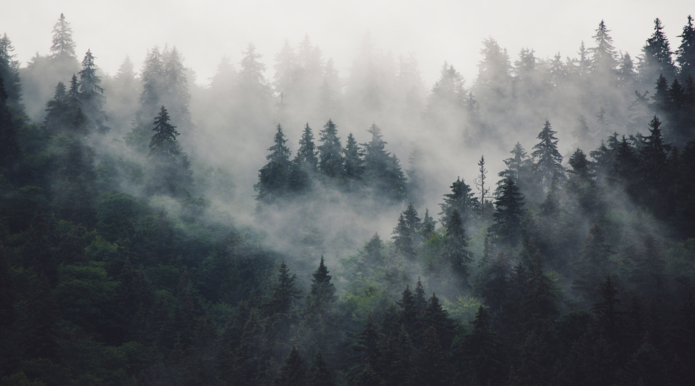 Фотообои GrandPik 2074 "Горный лес в тумане", 500х280 см(Ширина х Высота)  #1