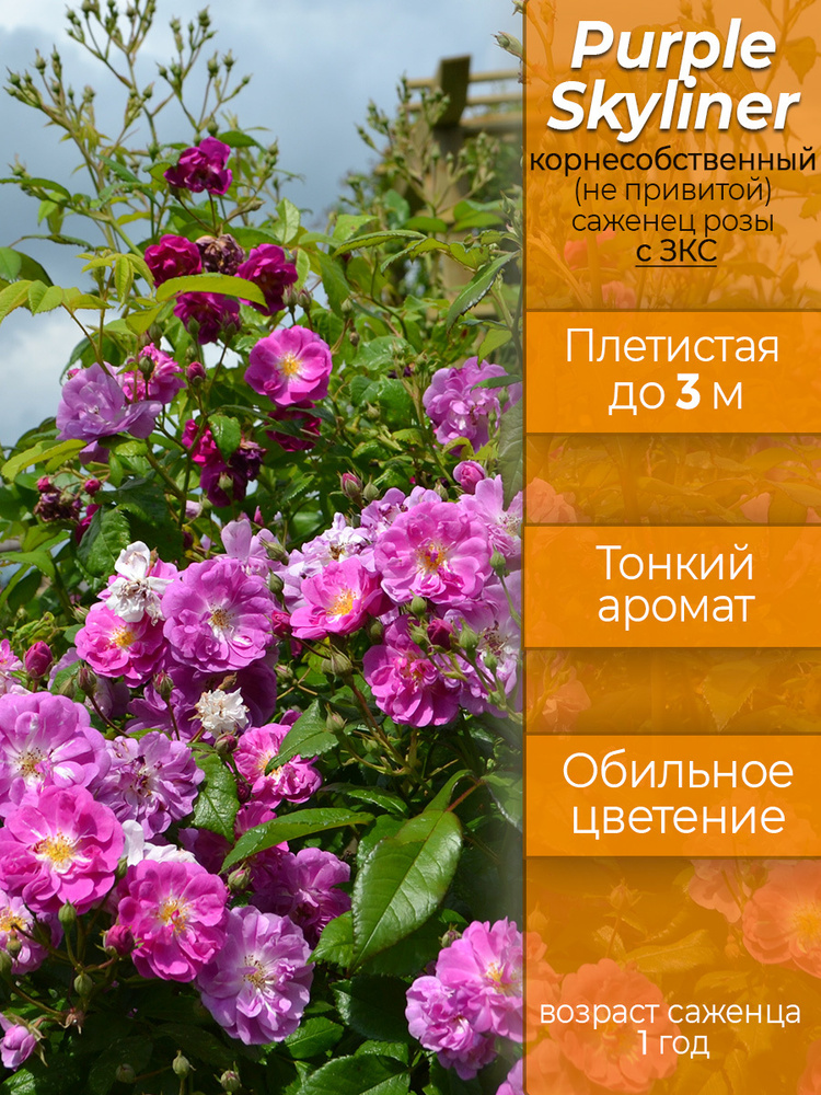 Роза Перпл Скайлайнер (Purple Skyliner) - возраст саженца - 1 год, корнесобственная с ЗКС #1