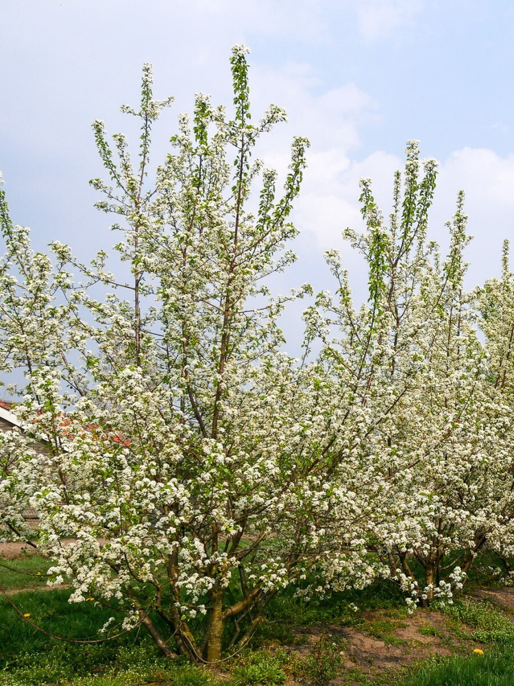 Семена Вишня Антипка (Prunus mahaleb), 30 штук #1