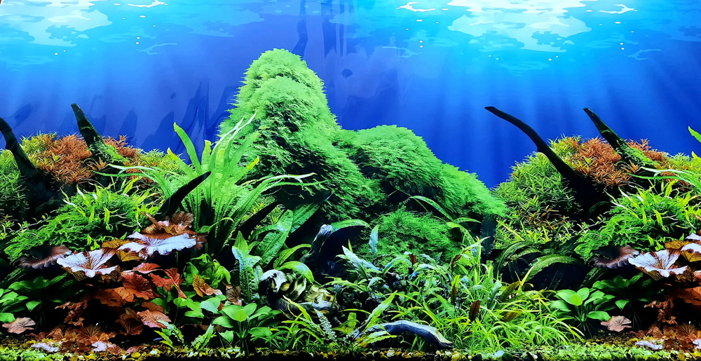 Фон для аквариума и террариума, 60х30 см, односторонний, Зеленый мох с  корягой - купить с доставкой по выгодным ценам в интернет-магазине OZON  (663424195)
