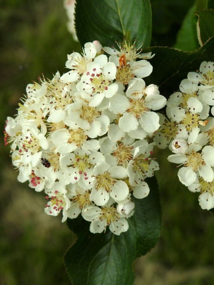 Семена Арония черноплодная рябина (Aronia melanocarpa), 45 штук #1