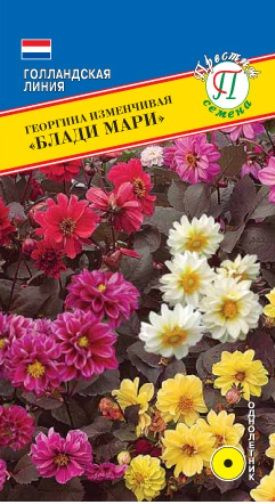 Георгина изменчивая Блади Мари 20 шт, семена Престиж #1