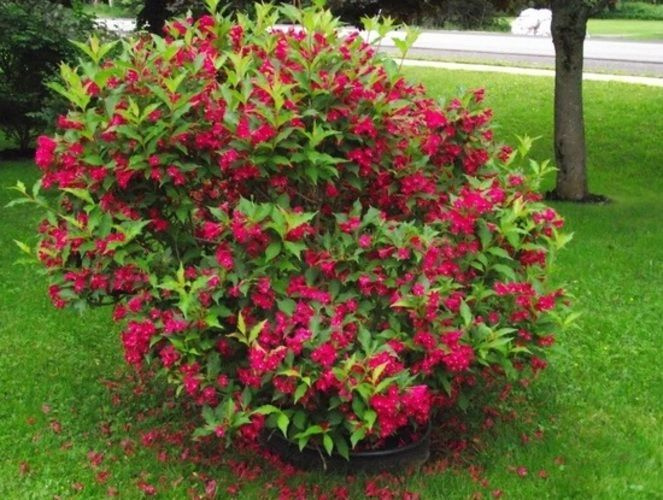 Вейгела Виктория - купить с доставкой по выгодным ценам в интернет-магазине OZON