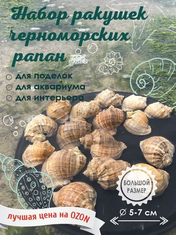 Мр 69-4 Rapana venosa — черноморская рапана