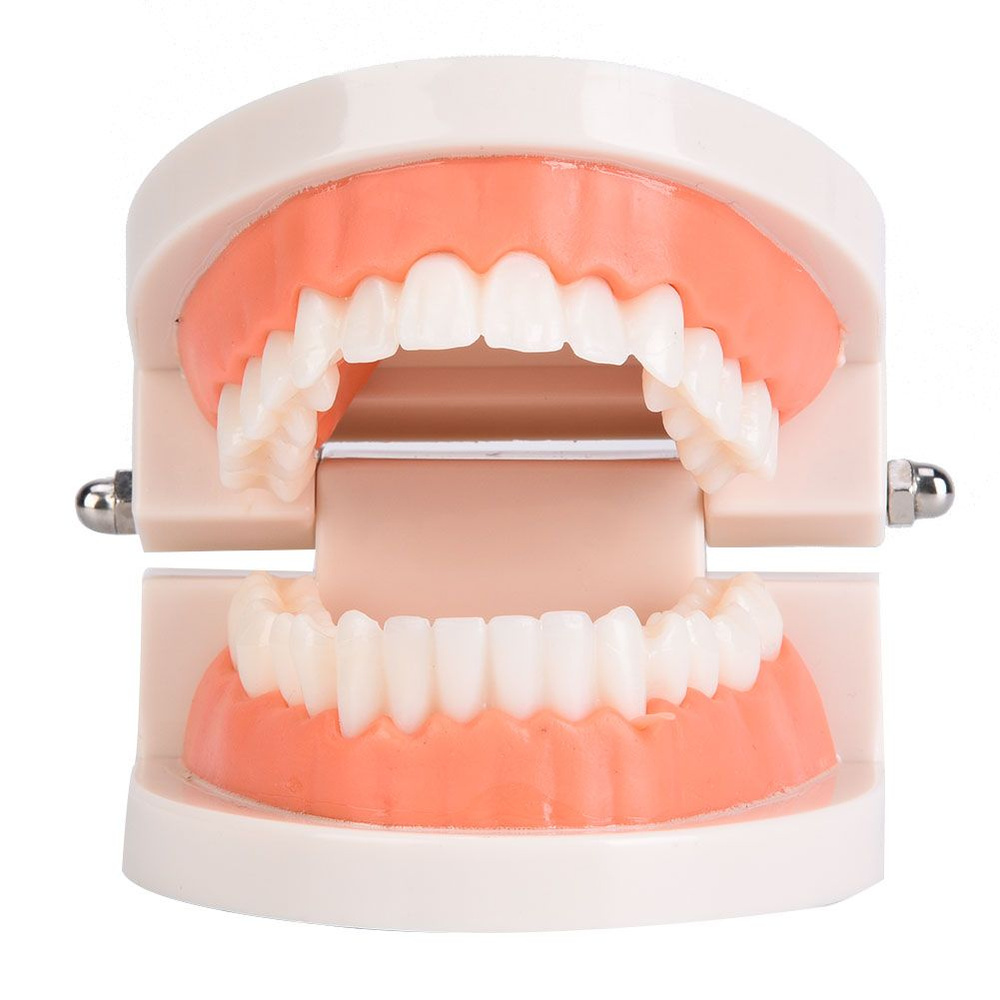 Модель зубов - купить с доставкой по выгодным ценам в интернет-магазине ...