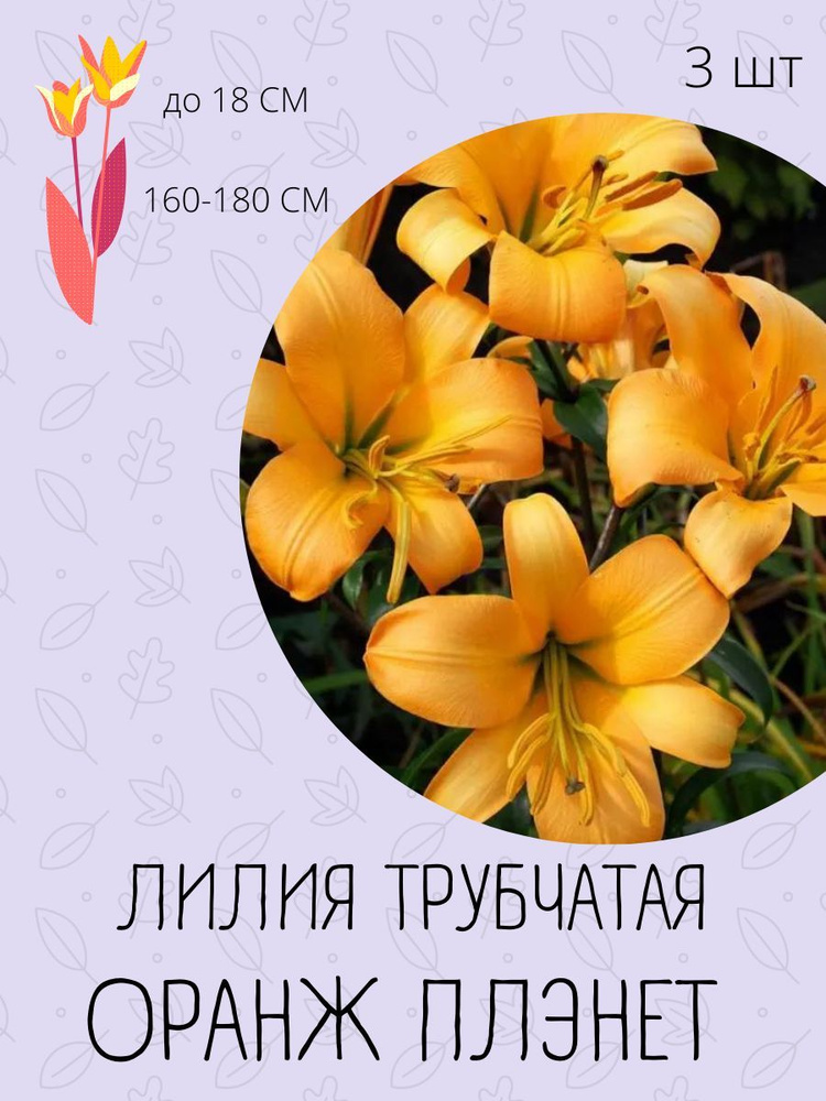 Луковицы купить по выгодной цене в интернет-магазине OZON (1100070284)