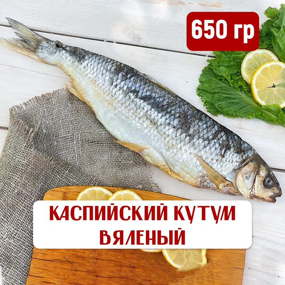 Кутум вяленый Каспийский мясистые парни (без икры) Вобла из СССР, цельная  крупная рыба в качестве деликатеса или закуски к пиву в вакуумной упаковке,  1 шт, 650 г - купить с доставкой по