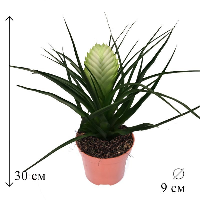 Бромелия Тилландсия Бьянчини 9/30, 9 дм, 1 шт - купить по выгодной цене ...