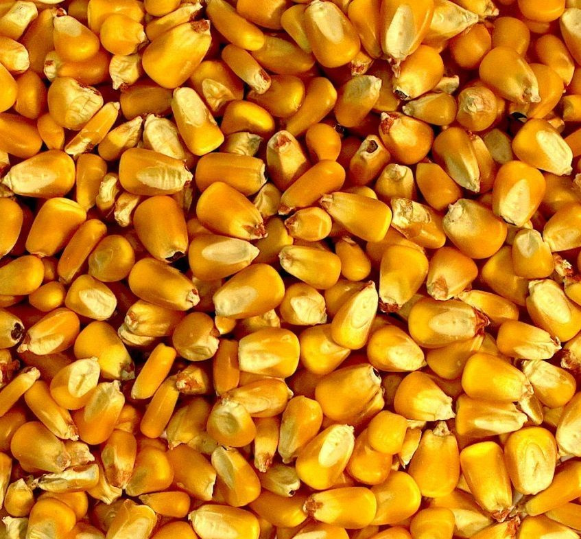 Кукуруза кормовая (зерно), 1 кг - купить с доставкой по выгодным ценам ...