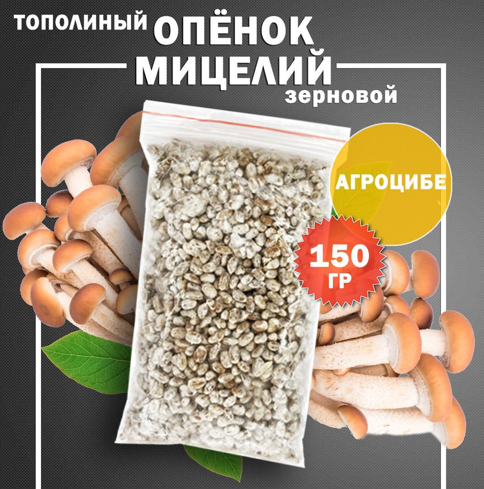 Мицелий грибов опенок тополиный зерновой (штамм Агроцибе) - 150 гр ...