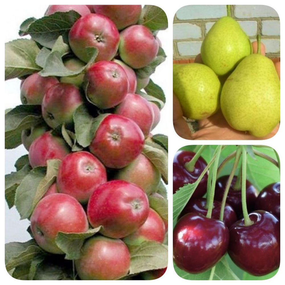 Набор из 3-х саженцев яблони колоновидной, груши, черешни "Сказочный лес"  #1