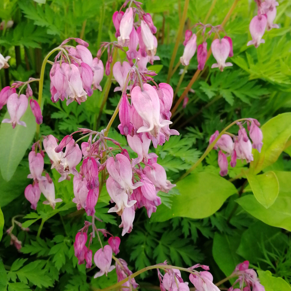 Дицентра красивая, розовая, саженцы в горшках 0,5-1л - купить с ...