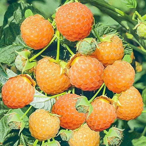 Малина крупноплодная Желтая Медовая / саженец малины - купить с ...