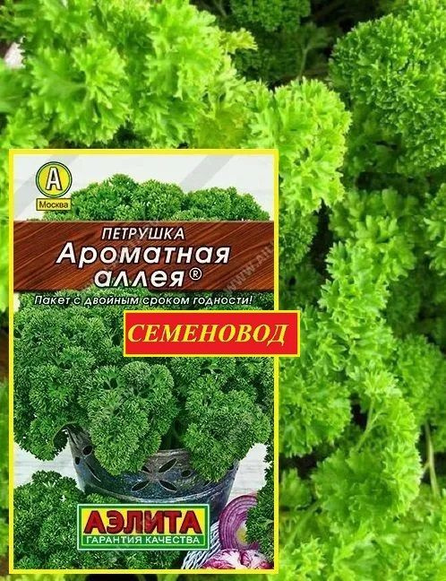 Петрушка АРОМАТНАЯ АЛЛЕЯ кудрявая - Ранняя и высокоурожайная (3,5 кг/м2)! / Семена 2 гр - Агрофирма АЭЛИТА #1