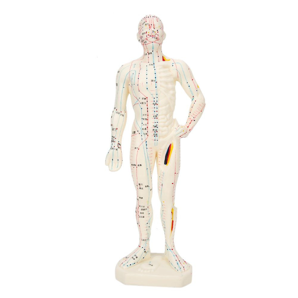 Модель человеческого тела купить по низкой цене с доставкой в интернет ...
