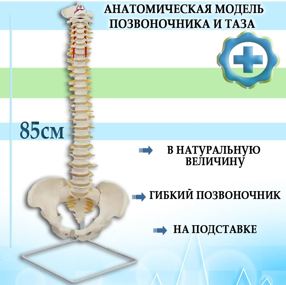 Дорсопатия