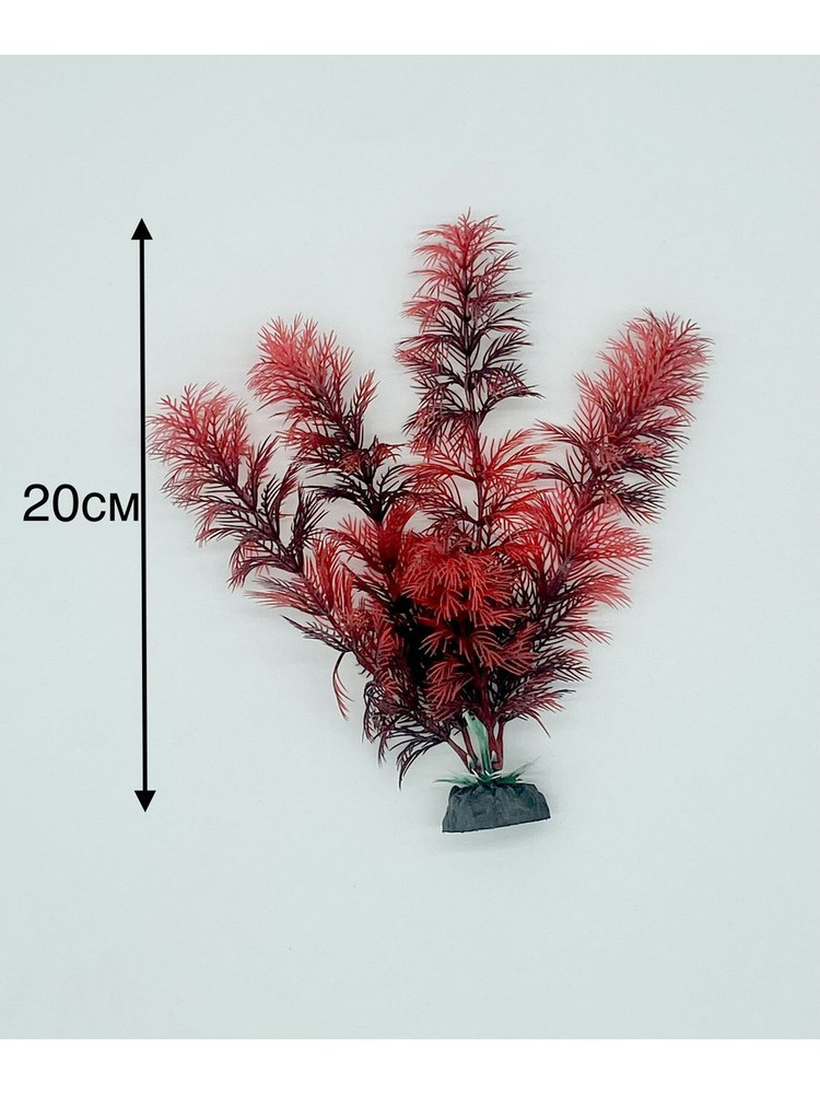 Растение как живое для аквариума Амбулия красная 20см - купить с ...