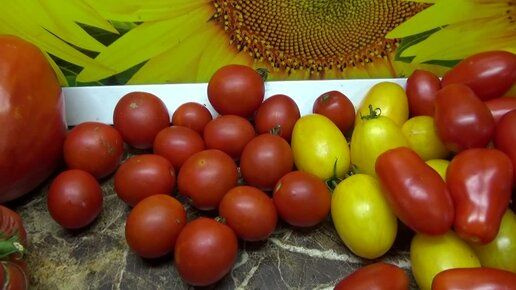 Томаты СуперГрядка goldenseeds01211-39 - купить по выгодным ценам в ...