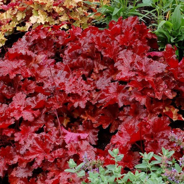 Гейхера Кроваво красная семена #1