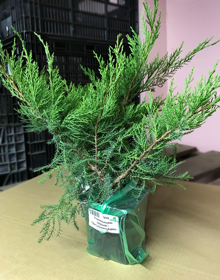 Можжевельник Пфитцериана Ауреа 20-30 см в горшке 1 л. - купить с ...