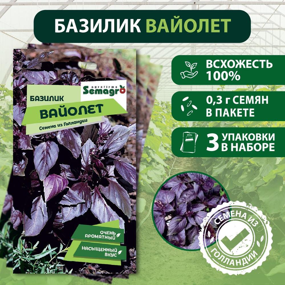 Семена базилика Вайолет SEMINIS, 3 пакета, (0,3 г семян в одном пакете), Голландия #1